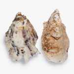 amethystos-oyster-shells-vetrazzo